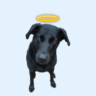 Lyme Regis Dog logo