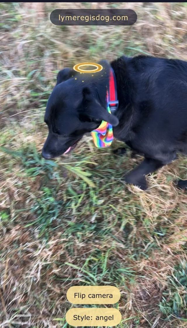 Oak, a black Labrador, on a grassy hillside with a golden halo floating above her head